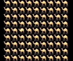 بازی فکری؛ اگه پوست و استخوانت از هوش شتر متفاوت رو تو سیم ثانیه پیدا کن