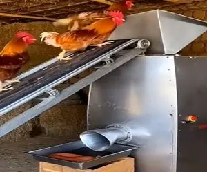 فرآوری خروس؛ خروسای عقیم رو میندازن تو دستگاه سوسیس تحویل می گیرن