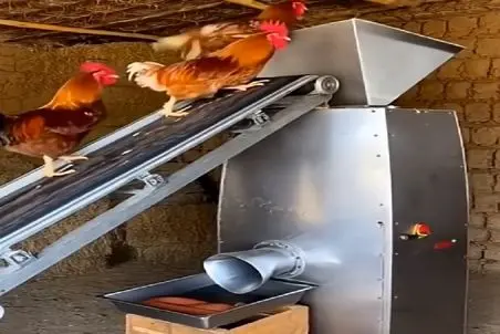 فرآوری خروس؛ خروسای عقیم رو میندازن تو دستگاه سوسیس تحویل می گیرن