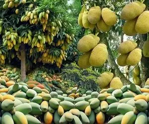 محصولات کشاورزی نوین؛ هندوانه رو با جک فوروت پیوند زدن و یک میوه بهشتی تولید کردن