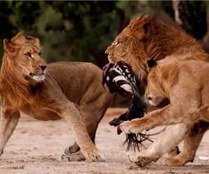 بدایع حیات وحش/شکار وحشیانه انسان توسط حیوانات وحشی و اهلی/لحظات بامزه و ترسناک