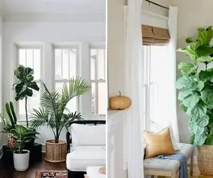 زیباترین گیاهان آپارتمانی برای پذیرایی / فضایی فوق مدرن با گیاهانی قدبلند و پهن برگ