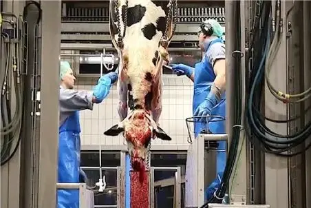 فرآوری گاو؛ نحوه میلیونر شدن کارخانه مدرن فرآوری گوشت گاو