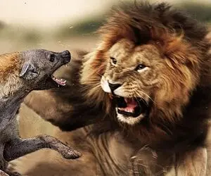 نجات حیات وحش/شیر مادر برای نجات جون بچش اونو به دست انسان ها میسپاره/خودش فدا میشه