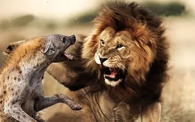 نجات حیات وحش/شیر مادر برای نجات جون بچش اونو به دست انسان ها میسپاره/خودش فدا میشه