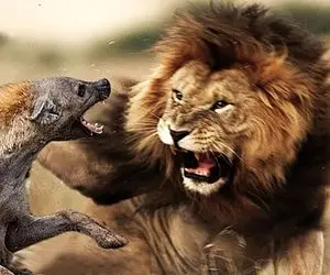 نجات حیات وحش/شیر مادر برای نجات جون بچش اونو به دست انسان ها میسپاره/خودش فدا میشه