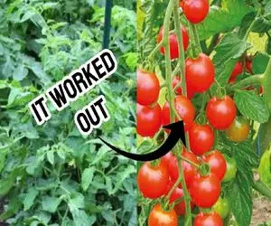 کشاوری نوین؛ تولید گوجه فرنگی خانگی با ساده ترین روش در تراس خانه