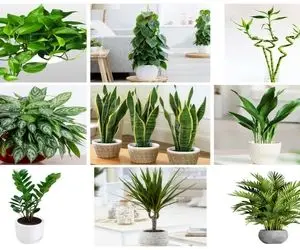 گیاهان آپارتمانی کم نور / خونت جوری تاریکه شب و روز بیرونش معلوم نیست اینا برات عالین