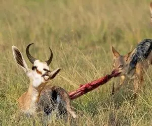 شاهکار حیات وحش / سرنوشت غزال بیگناه به آرواره شغال های حریص ختم شد