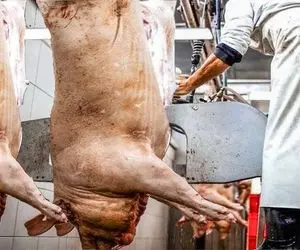 فرآوری خوک؛ خانومه جلاده خوک های حرومیو تو مزرعه تپل میکنه بعدش میفرسته واسه سلاخی