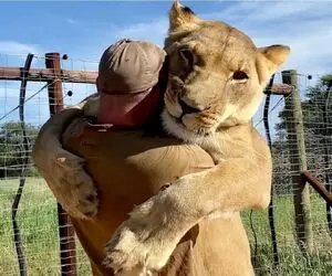 از جذابیت‌های حیات وحش؛ این شیر پیر داره با یه آدم کُِشتی می‌گیره که آخرش هم میبازه