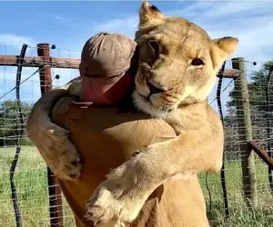 از جذابیت‌های حیات وحش؛ این شیر پیر داره با یه آدم کُِشتی می‌گیره که آخرش هم میبازه