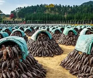 فرآوری عقرب؛ کژدمی که با نیشش دار فانیو وداع میگی پرورش میدن عین چیپس میخورن