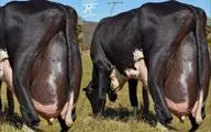حیوانات غول جثه؛ این ماده گاو ها ببینید با حجمی که دارن تو یک نوبت چقدر شیر می دن