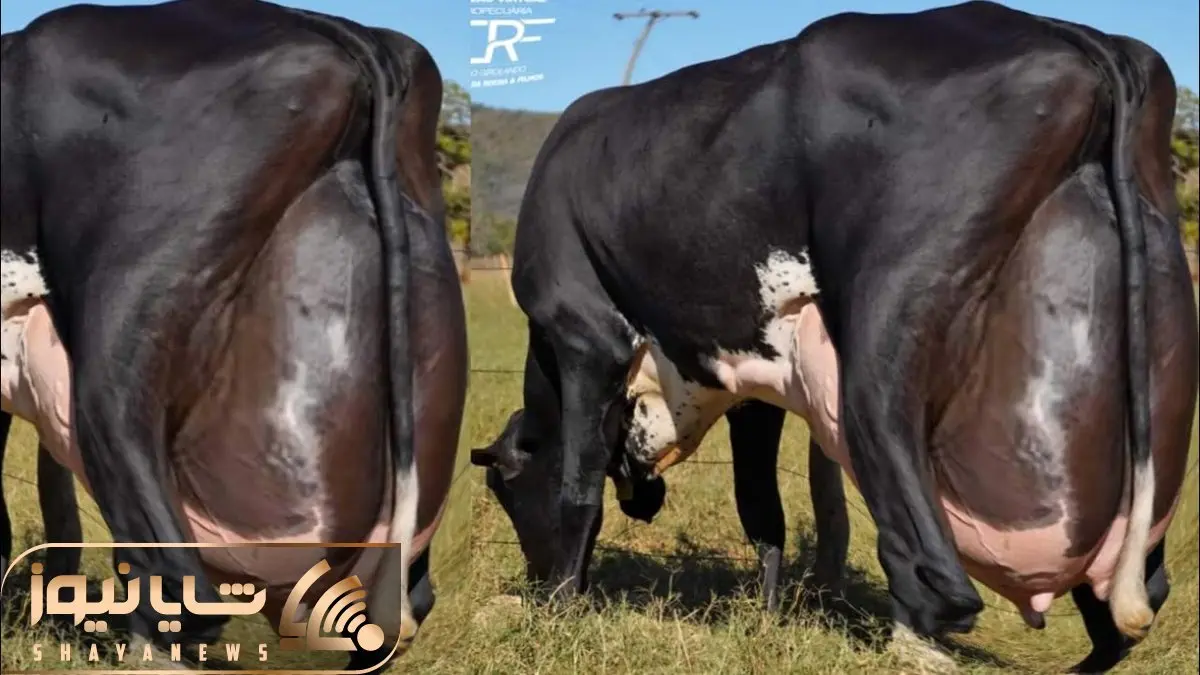 حیوانات غول جثه؛ این ماده گاو ها ببینید با حجمی که دارن تو یک نوبت چقدر شیر می دن