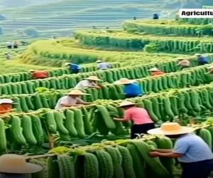 کشاورزی نوین؛ خیار پرورش دادن قد و قواره شون باید تو گینس ثبت بشه