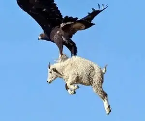 جذابیت حیات وحش؛ عقاب سفاک ددمنشانه بز کوهی پا لاستیکی و قاپید تو لونه اش بلعید