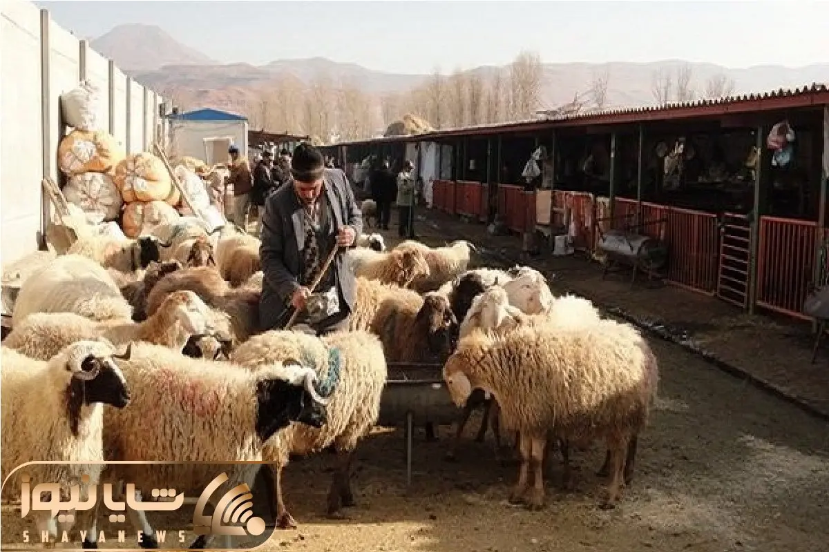 (جدول) قیمت دام زنده امروز ۲۴ آذر/ نرخ ها در بازار تغییر کرد؟
