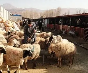 (جدول) قیمت دام زنده امروز ۲۴ آذر/ نرخ ها در بازار تغییر کرد؟