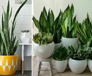 گلدان مناسب برای نگهداری سانسوریا؛ برگ شمشیری همیشه سبزی که خونتون خوشگل میکنه