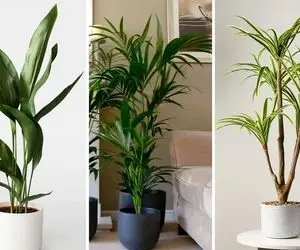 گیاهان آپارتمانی مناسب خونه هایی که نورگیرشون بده و تاریکن / نور لامپ برا اینا بسه