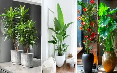 گیاهان توصیه شده در فنگ شویی برای افزایش مال و ثروت؛ آورنده خوشبختی، موفقیت و شانس