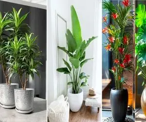 گیاهان توصیه شده در فنگ شویی برای افزایش مال و ثروت؛ آورنده خوشبختی، موفقیت و شانس