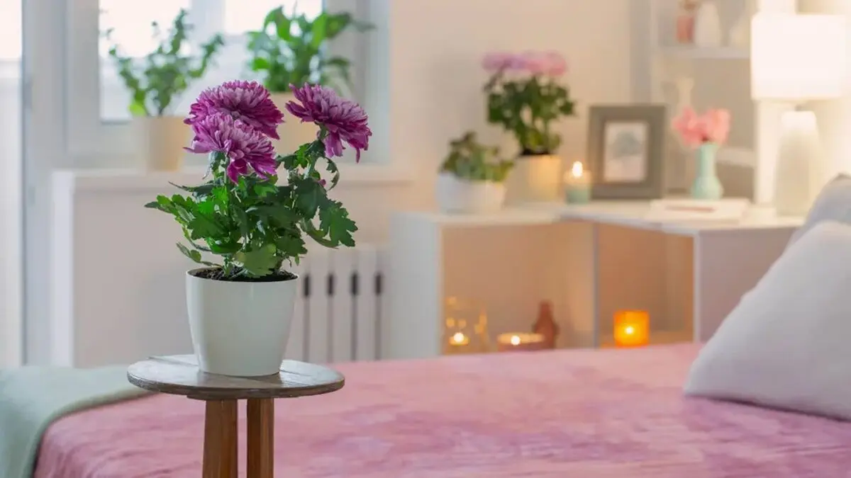 گیاهان آپارتمانی مضر برا آلرژی