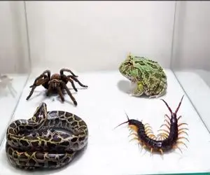 مستند حیات وحش؛ نبرد بقا میان قورباغه، مار، عقرب و هزارپا