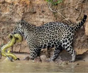 بدایع حیات وحش؛ پلنگ شریر پیتون غولو به نیش کشیده خفه که شد شروع به بلع کرد