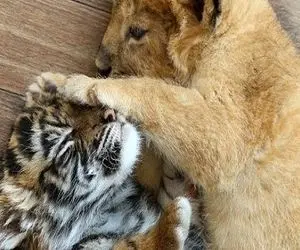 لحظه هیجان انگیز تقابل توله پلنگ و توله ببر برای اولین بار+ویدئو