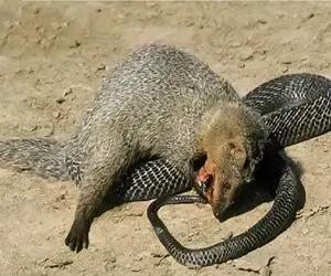 شاهکار حیات وحش؛ نبرد سهمگین مار و مانگوس با ریختن خون پایان می یابد