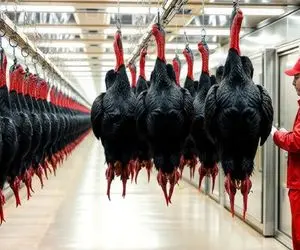 فرآوری بوقلمون؛ جوجه بوقلمون و میذاره تو دستگاه چاق که شد حلقشو میبره درسته میپزه