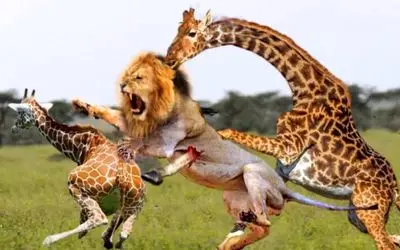 جنگ حیات وحش/ نبرد تا مرگ شیرها در مقابل زرافه/ طعمه خودش را به هر قیمتی نجات داد
