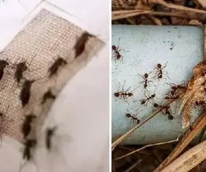 روش‎‌های از بین بردن حشرات تو خونه / مواد شیمیایی مضرن اینجوری همرو از بیخ بزن