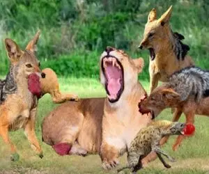 مستند حیات وحش؛ شیر؛ شغال ها