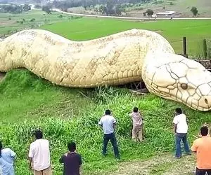 از جذابیت های حیات وحش؛ غول پیکر ترین مارهای دنیا که مثل رودخانه جریان دارن