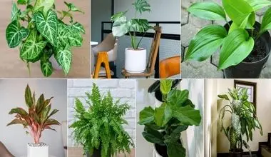چه گلی برای رزق و روزی خوبه؟ / میری پیش دعانویس پولدار شی اینا تو فنگ شویی ثروت میارن