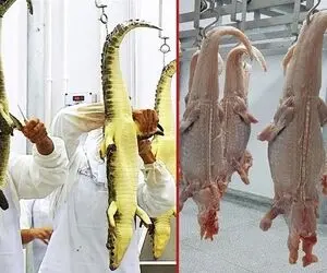 مزرعه شگفت انگیز پرورش کروکودیل / از پرورش و تخم ریزی تا قصابی و فراوری گوشت