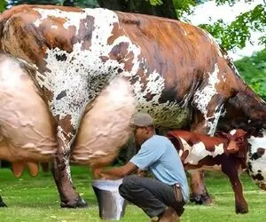 گاوهای باورنکردنی؛ اینا رکورد زدن 127 کیلو شیر میدن طفلی ها چه سخت راه میرن