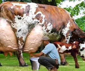 گاوهای باورنکردنی؛ اینا رکورد زدن 127 کیلو شیر میدن طفلی ها چه سخت راه میرن