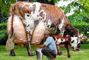 گاوهای باورنکردنی؛ اینا رکورد زدن 127 کیلو شیر میدن طفلی ها چه سخت راه میرن