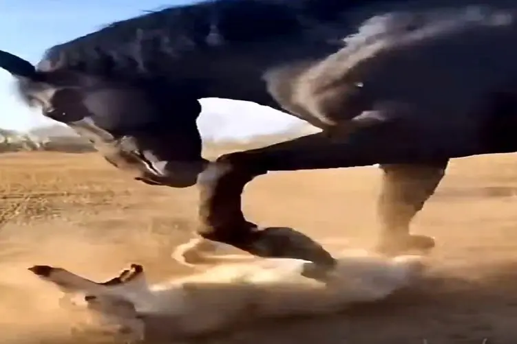 معماری طبیعت؛ گرگ زیر سم های اسب ناجور لگدکوب شد در حدی که هزارم ثانیه هم استپ نمیده