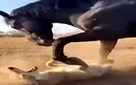 معماری طبیعت؛ گرگ زیر سم های اسب ناجور لگدکوب شد در حدی که هزارم ثانیه هم استپ نمیده