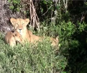 مستند حیات وحش؛ شیر احمقانه توله اشو پرت کرد تو گودال