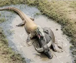 شاهکار حیات وحش؛ اژدهای کومودو بوفالو غول پیکر را به ورطه نابودی کشاند