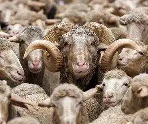 (جدول) قیمت دام زنده امروز ۲۷ اسفند ۱۴۰۳ 