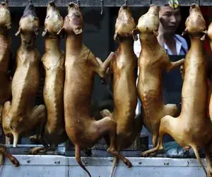 کباب سگ؛ گردن سگ نازنازی و تو سلاخخونه از قفا زد بعد بریونی کردن اسلایسی کرد