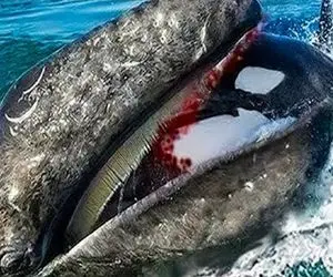 نارام زیان؛ کوسه سفاک نهنگ شریر رو موقع خوردن بچه کوسه شرحه شرحه کرد و بلعید