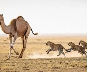 حیات وحش مصنوعی / شتر چلفتی خود سبب شکارش شد